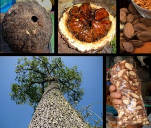 Brazil Nuts