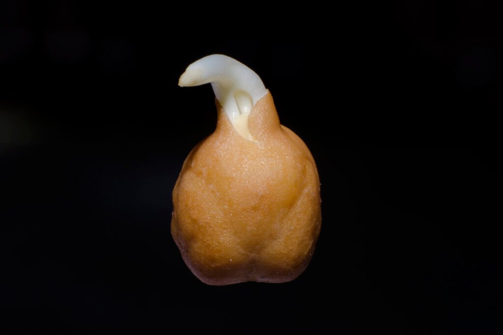 Chickpeas