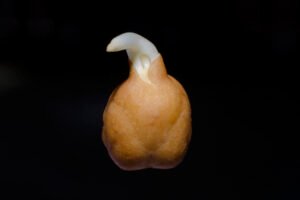 Chickpeas