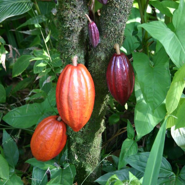 Cocoa Nibs
