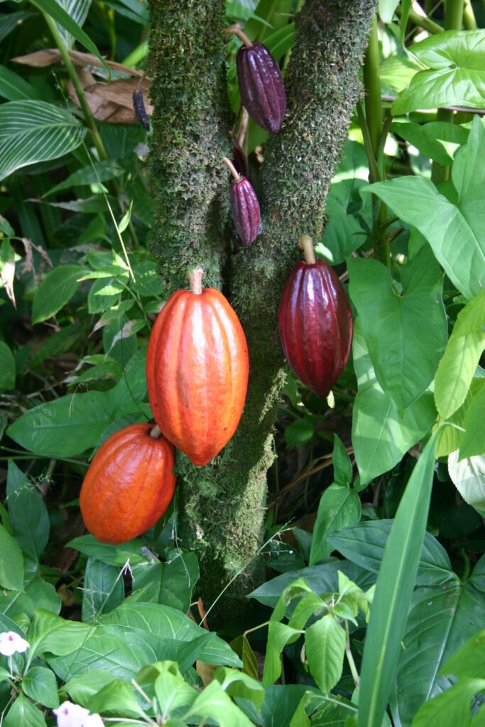 Cocoa Nibs