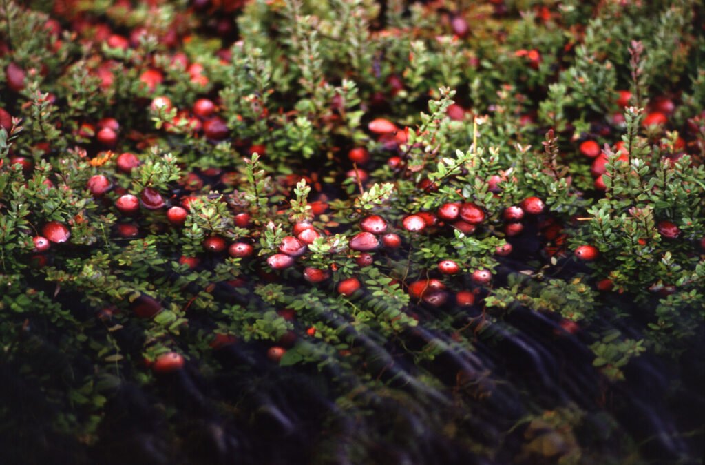 Dried Cranberries