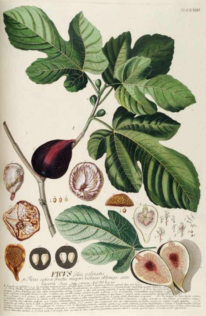 Dried Figs