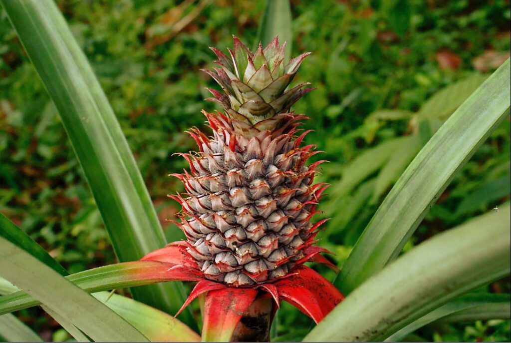 Dried Pineapple