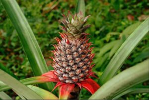 Dried Pineapple