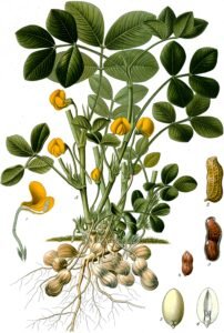 Half a Kilo of American Peanuts