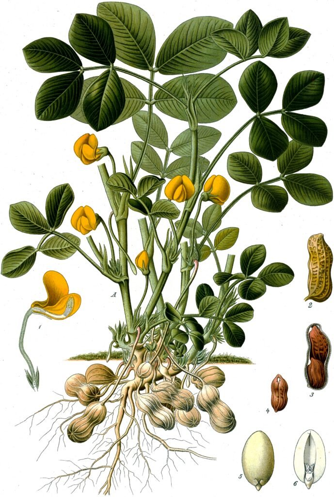 Half a Kilo of American Peanuts