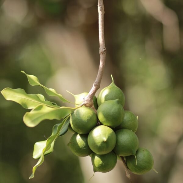 Macadamia Nuts
