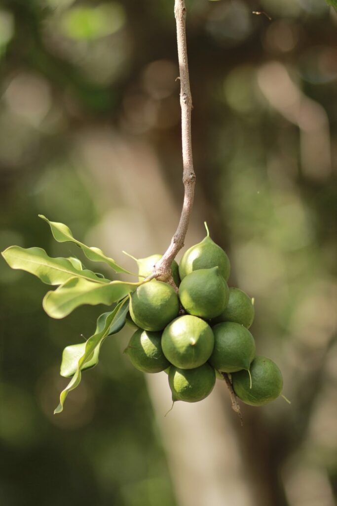 אגוזי מקדמיה