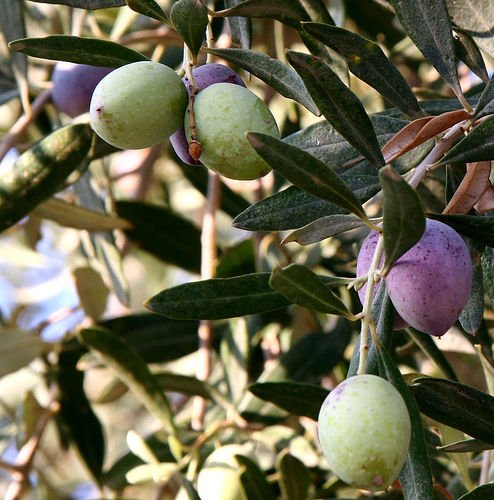 Mediterranean Olives