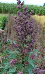 Organic Quinoa