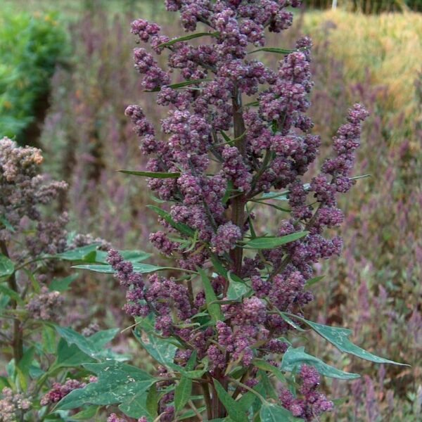 Organic Quinoa