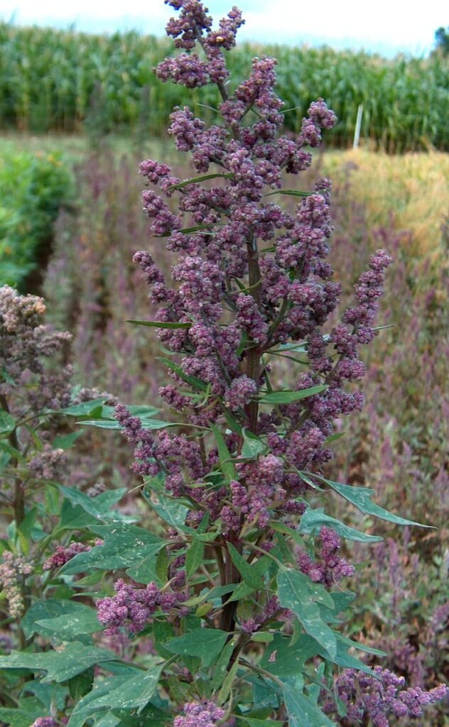 Organic Quinoa