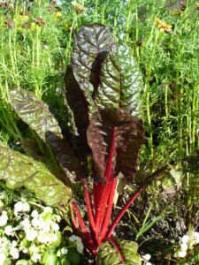 Organic Swiss Chard
