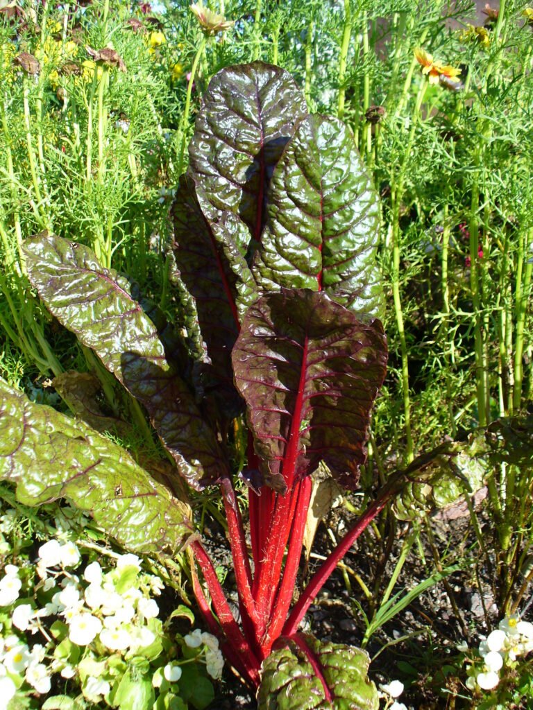 Organic Swiss Chard