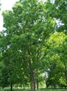 Pecans