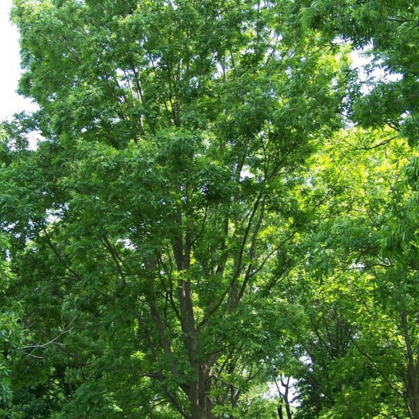 Pecans