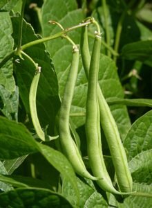 Roasted Beans 500g