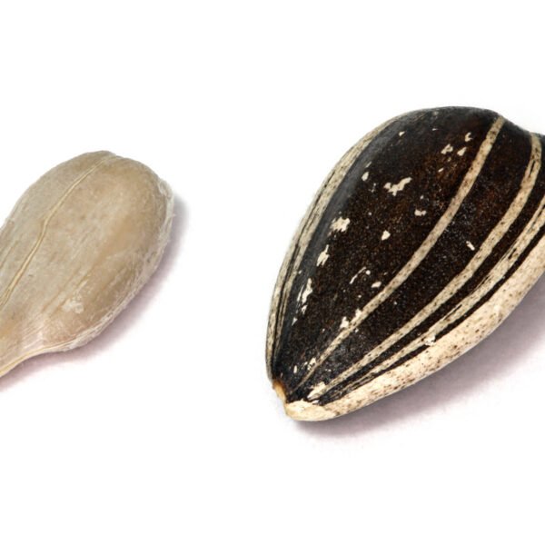 Sunflower Seeds