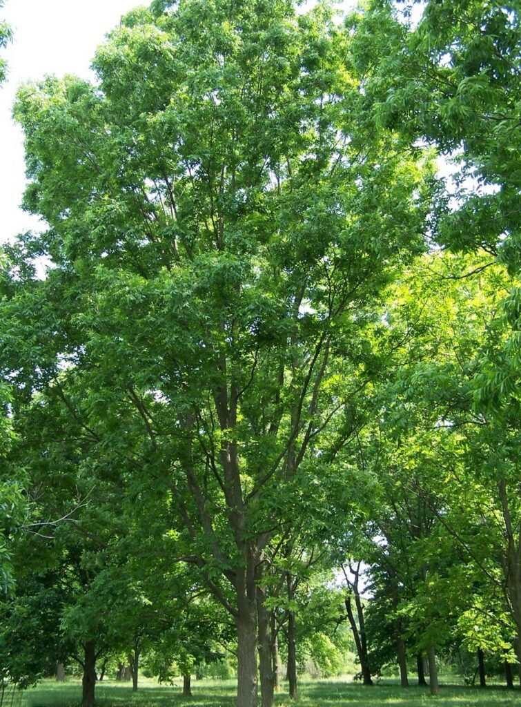 Pecans