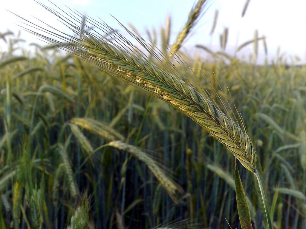 Rye Flour